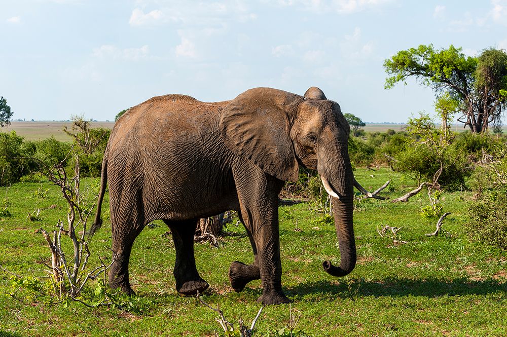 An African elephant glancing at the photographer as it walks by Chobe National Park-Botswana art print by Sergio Pitamitz for $57.95 CAD