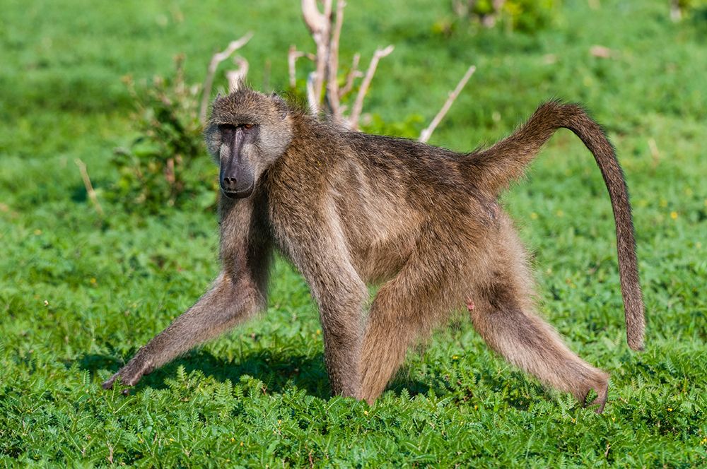Portrait of a chacma baboonlooking at the camera as it walks by Chobe National Park-Botswana art print by Sergio Pitamitz for $57.95 CAD