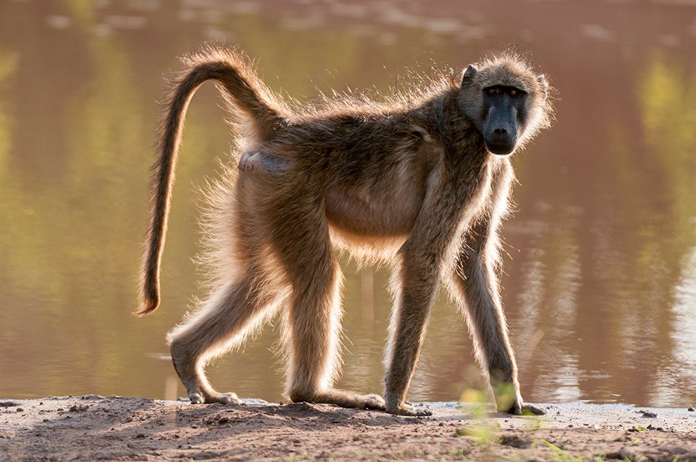 Portrait of a chacma baboon looking at the camera as it walks by Chobe National Park-Botswana art print by Sergio Pitamitz for $57.95 CAD