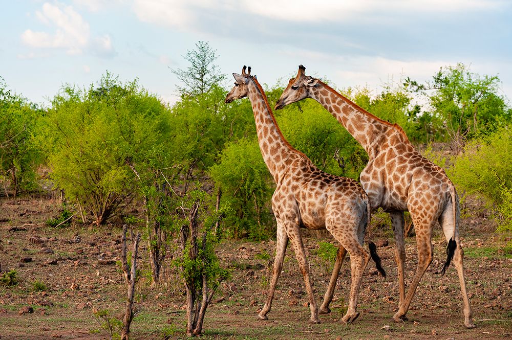 A male and a female southern giraffe walking together through a shrubby landscape Botswana art print by Sergio Pitamitz for $57.95 CAD