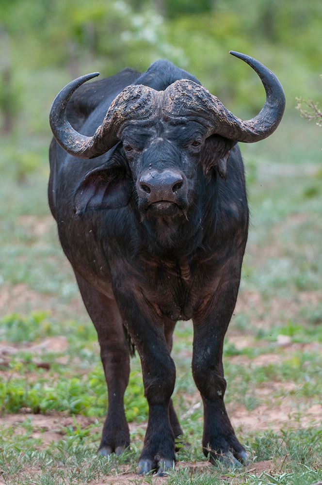 Portrait of an African buffalolooking at the camera Chobe National Park-Botswana art print by Sergio Pitamitz for $57.95 CAD