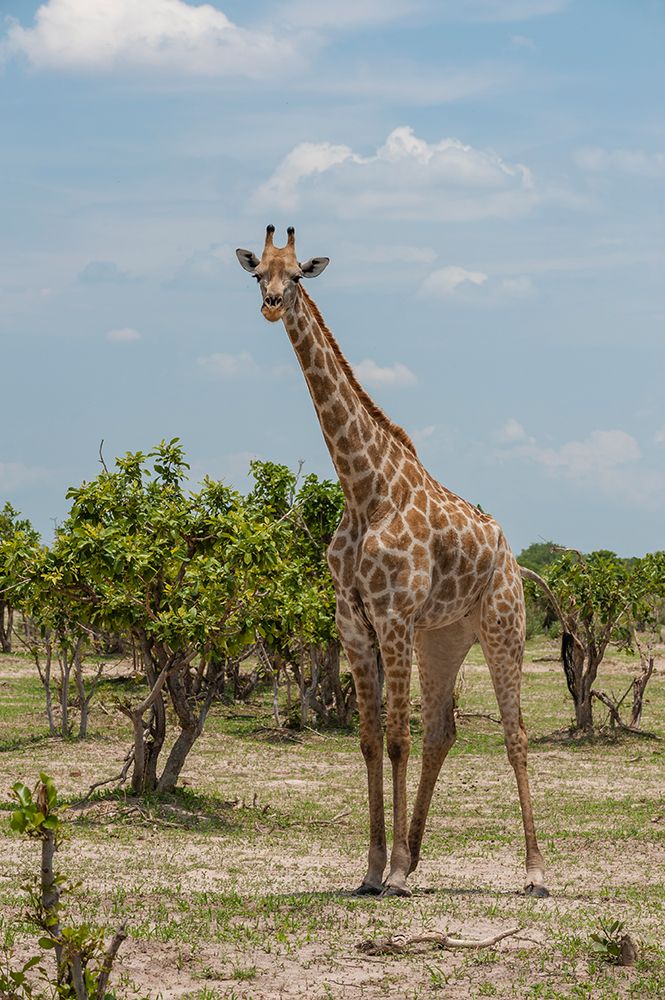 Female southern giraffe among shrubby trees Savuti Marsh-Chobe National Park-Botswana art print by Sergio Pitamitz for $57.95 CAD