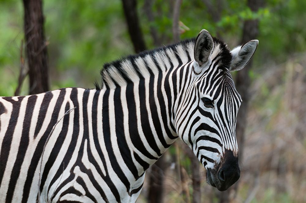 Close-up portrait of a plains or Burchells zebra Khwai Concession Area-Okavango-Botswana art print by Sergio Pitamitz for $57.95 CAD