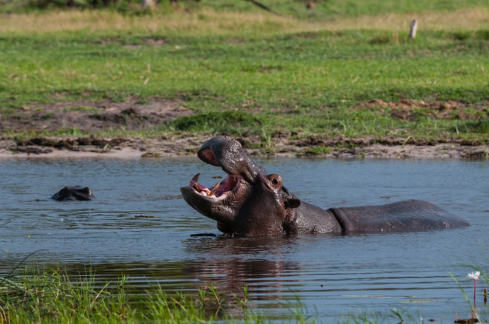 Hippopotamus in water-exhibiting territorial behavior Khwai Concession Area-Okavango-Botswana art print by Sergio Pitamitz for $57.95 CAD