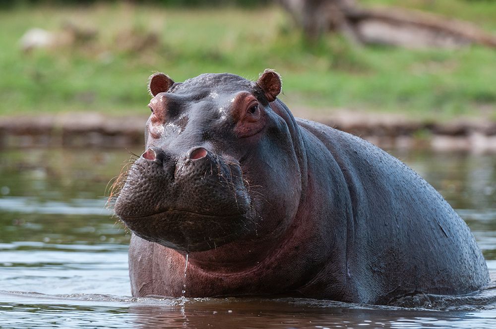 Portrait of an alert hippopotamus in the water Khwai Concession Area-Okavango-Botswana art print by Sergio Pitamitz for $57.95 CAD
