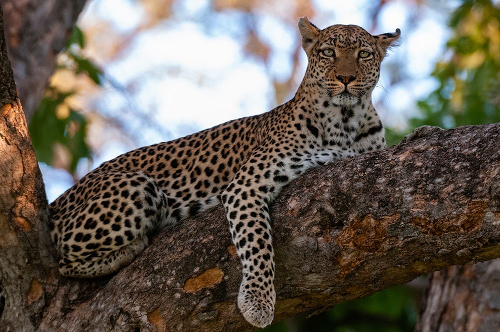 A female leopard on a large tree branch looking at the camera Okavango Delta-Botswana art print by Sergio Pitamitz for $57.95 CAD