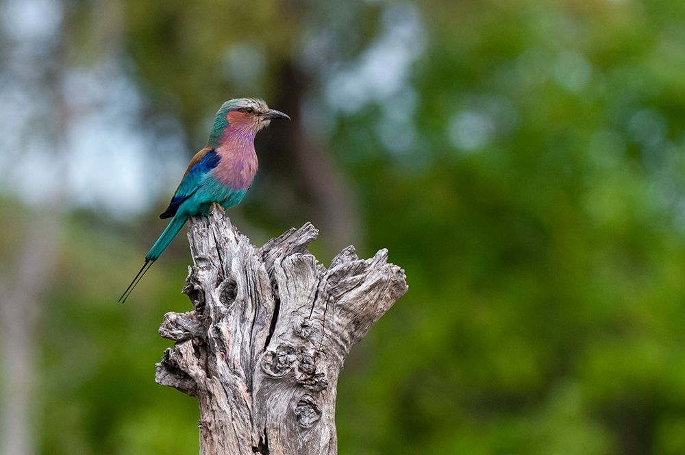 A lilac-breasted roller-Coracias caudata-perches on a tree branch Okavango Delta-Botswana art print by Sergio Pitamitz for $57.95 CAD