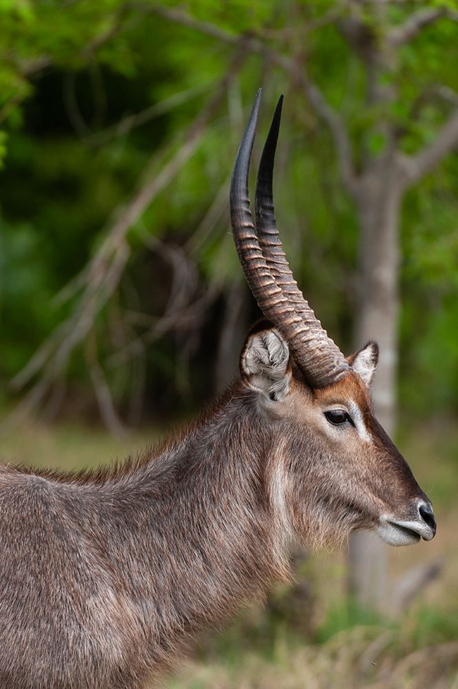 Portrait of a waterbuck-Kobus ellipsiprymnus Okavango Delta-Botswana art print by Sergio Pitamitz for $57.95 CAD