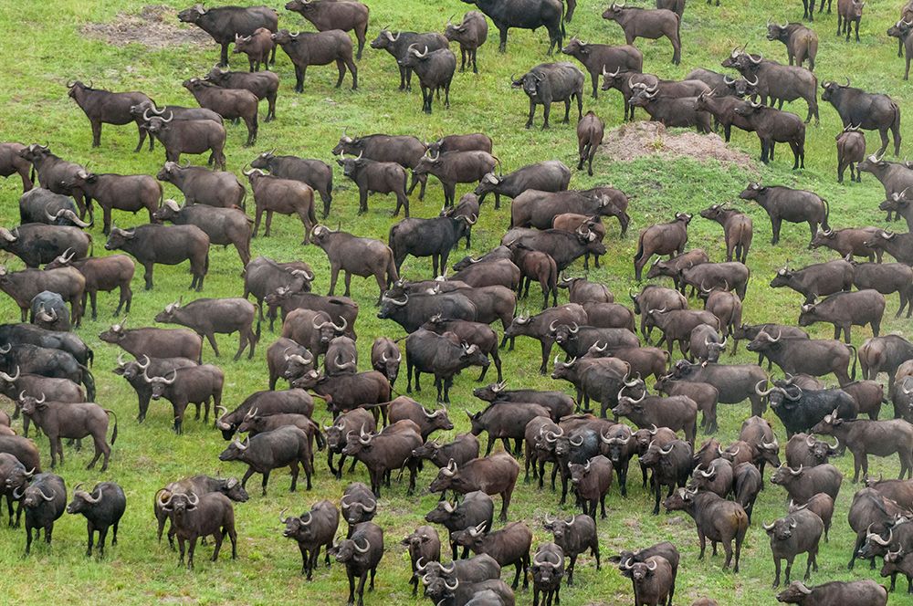 An aerial view of a herd of African buffalo-Syncerus caffer Okavango Delta-Botswana art print by Sergio Pitamitz for $57.95 CAD