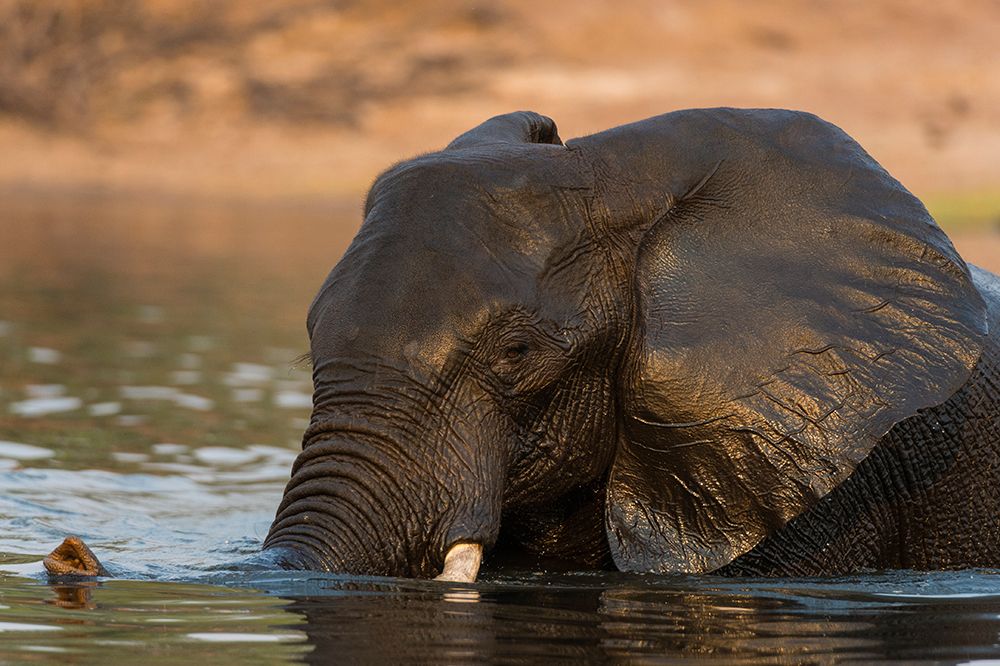 An African elephant crossing the Chobe River-Chobe National Park-Botswana art print by Sergio Pitamitz for $57.95 CAD