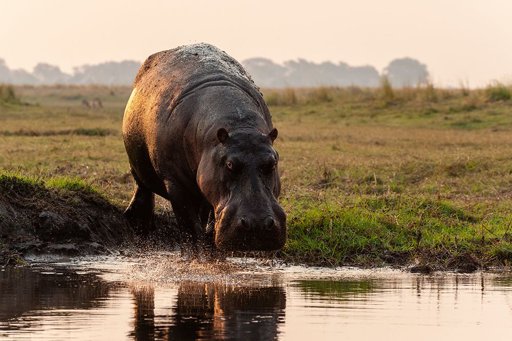 Portrait of a hippopotamus running into the water from a river bank Chobe National Park-Botswana art print by Sergio Pitamitz for $57.95 CAD