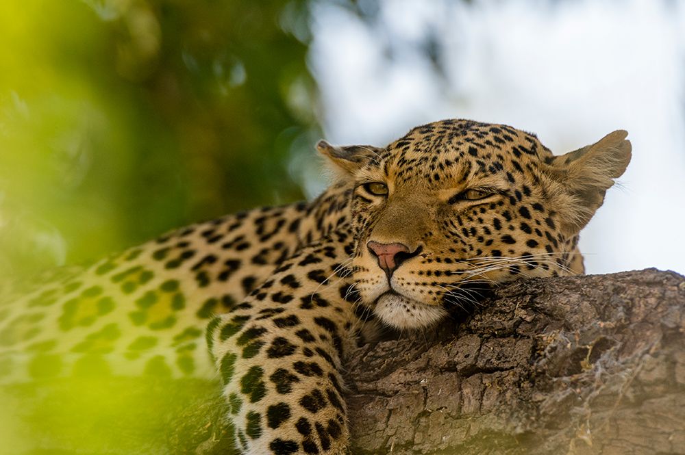 A leopard resting on a tree branch Chobe National Park-Botswana art print by Sergio Pitamitz for $57.95 CAD