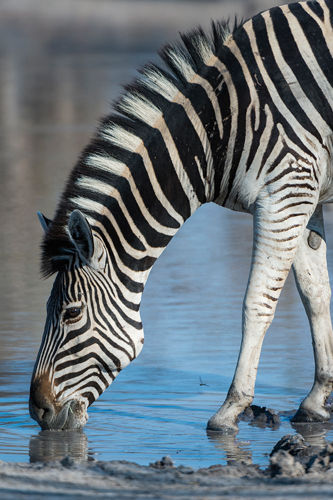 A Burchells zebra-drinking at a waterhole Okavango Delta-Botswana art print by Sergio Pitamitz for $57.95 CAD