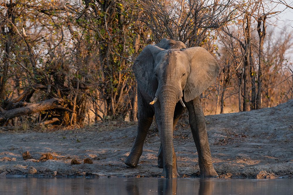 An African elephant drinking at a waterhole Okavango Delta-Botswana art print by Sergio Pitamitz for $57.95 CAD