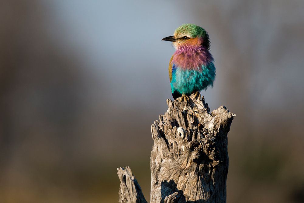 Lilac-breasted roller-Coracias caudatus-perching on a dead tree stump Okavango Delta-Botswana art print by Sergio Pitamitz for $57.95 CAD