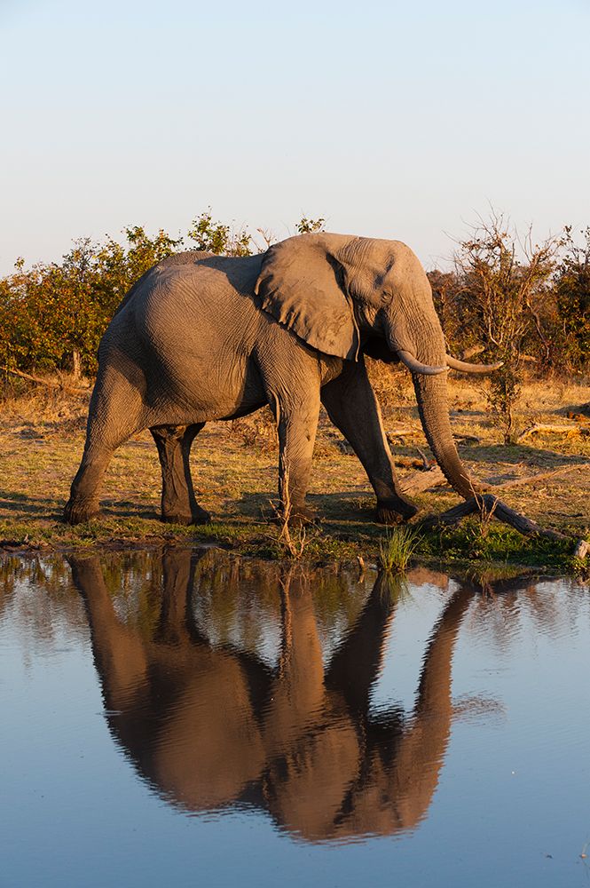 An African elephant walking beside a waterhole Okavango Delta-Botswana art print by Sergio Pitamitz for $57.95 CAD