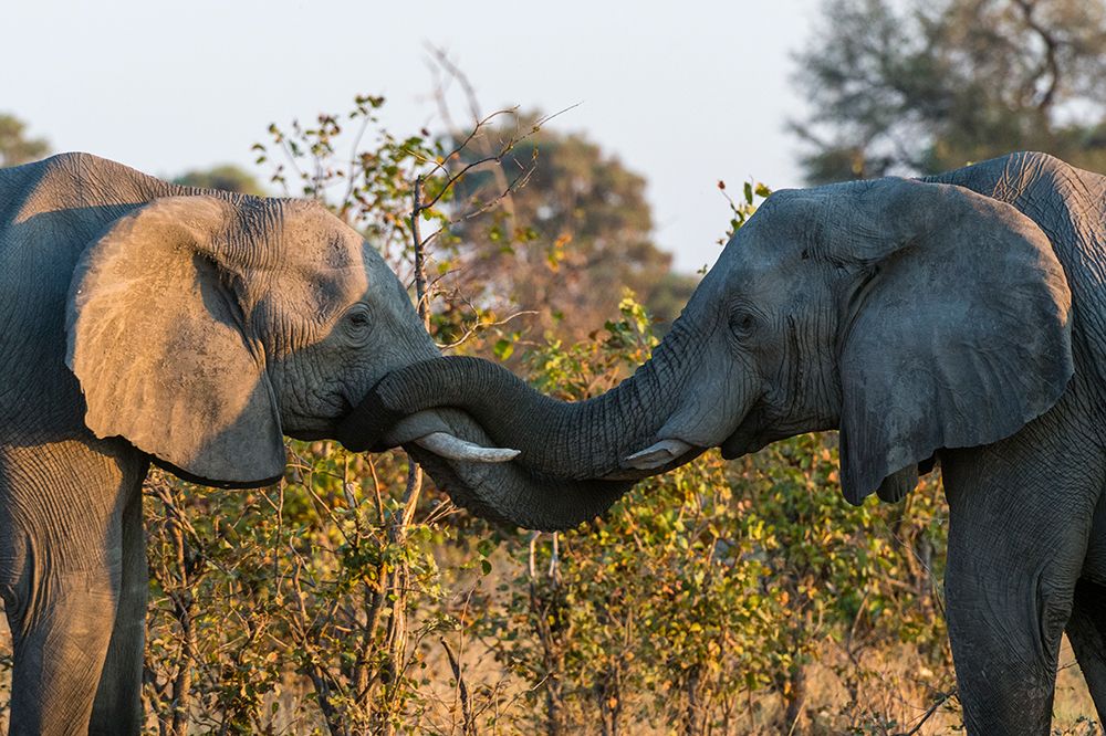Two African elephants sparring Okavango Delta-Botswana art print by Sergio Pitamitz for $57.95 CAD