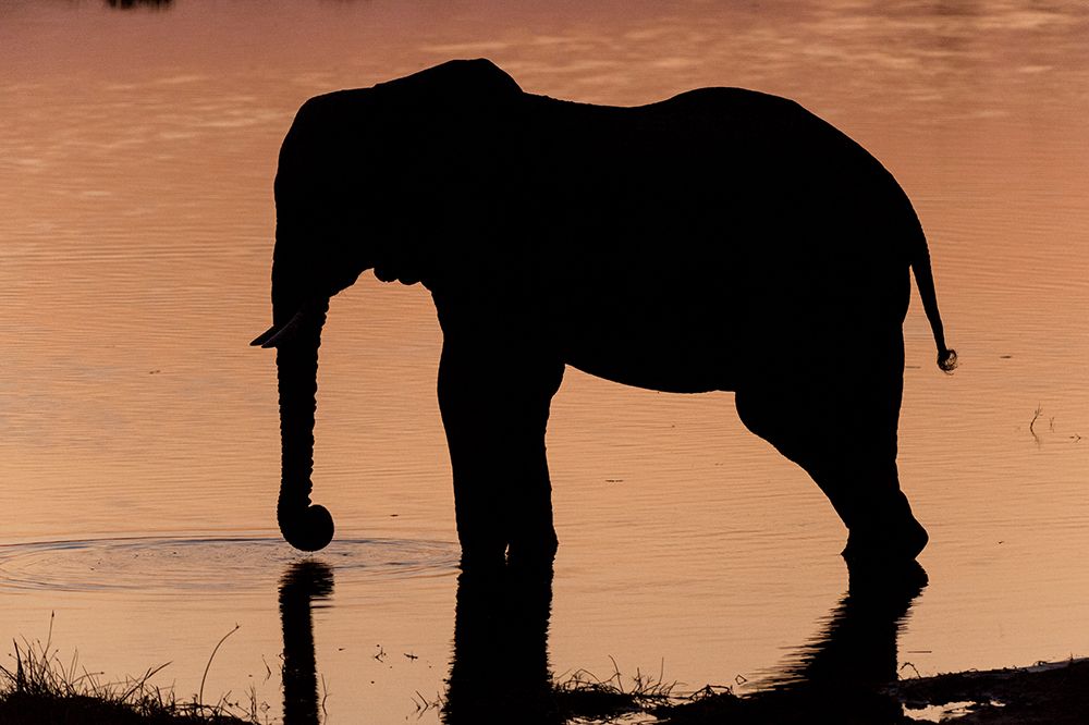 An African elephant drinking in the Khwai River at sunset-Okavango Delta-Botswana art print by Sergio Pitamitz for $57.95 CAD