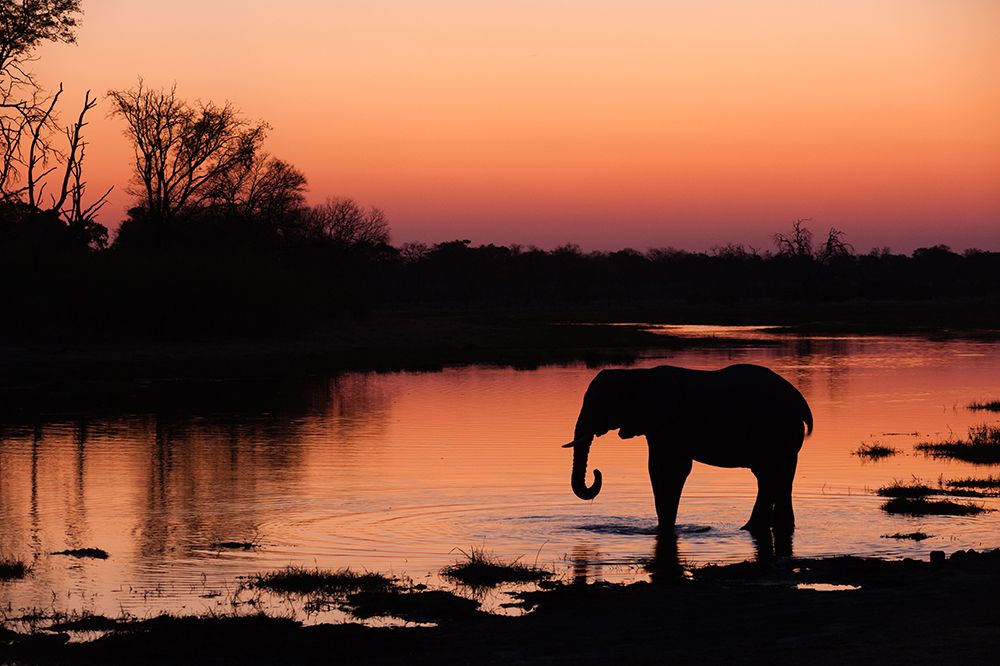 An African elephant drinking in the Khwai River at sunset-Okavango Delta-Botswana art print by Sergio Pitamitz for $57.95 CAD