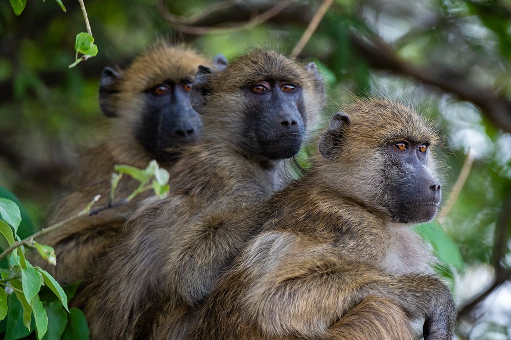 Three chacma baboonssitting in a tree in Chobe National Park Botswana art print by Sergio Pitamitz for $57.95 CAD
