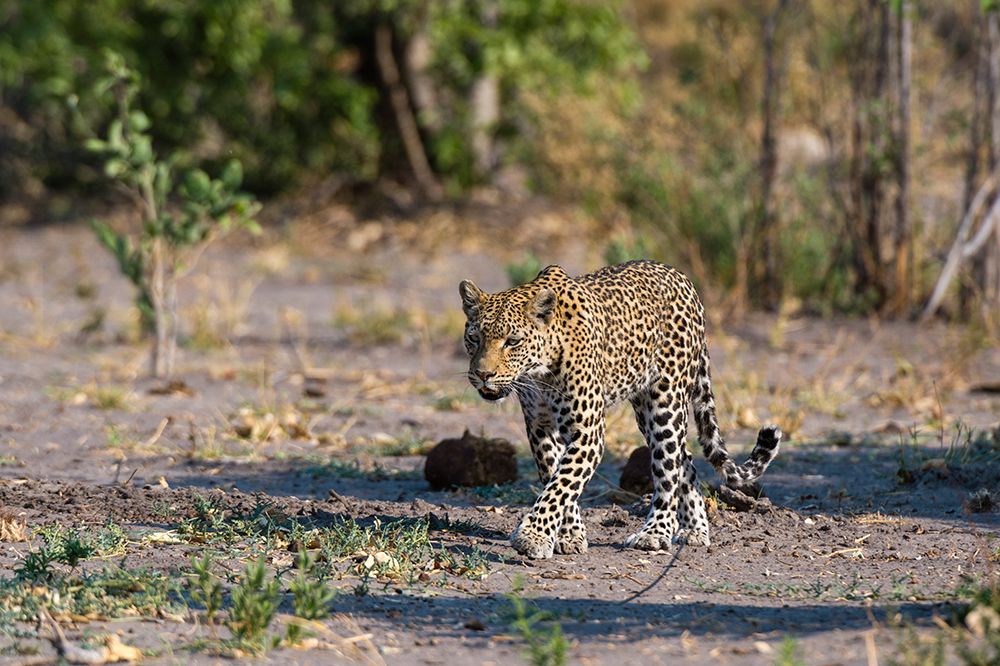 A female leopard walking in Chobe National Parks Savuti marsh Botswana art print by Sergio Pitamitz for $57.95 CAD