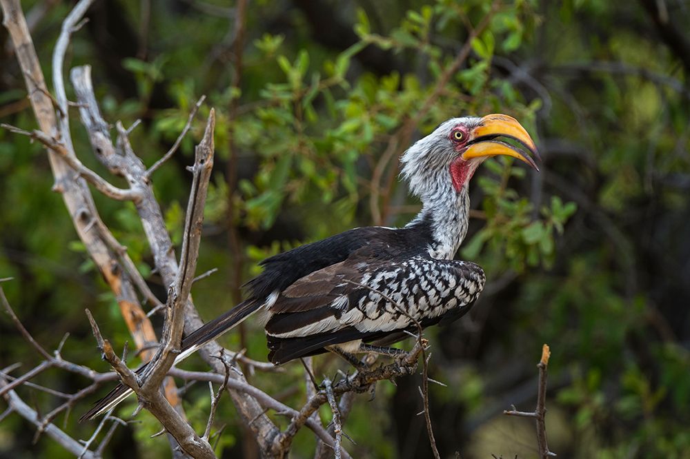 An eastern yellow-billed hornbill-Tockus flavirostris-perching in the Okavango Delta Botswana art print by Sergio Pitamitz for $57.95 CAD