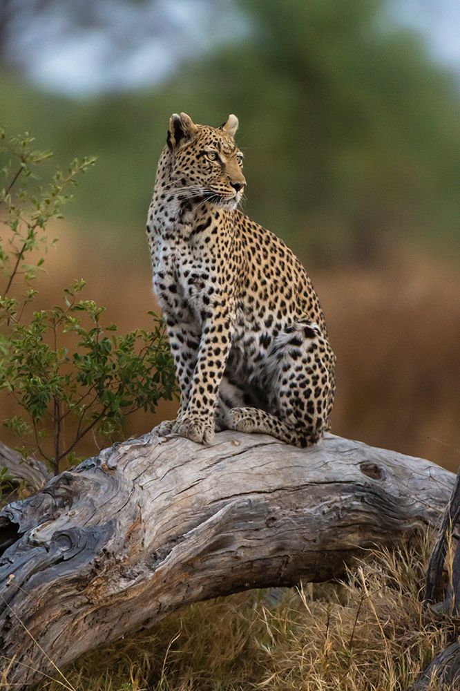 A leopard standing on a dead fallen tree in the Okavango Delta Botswana art print by Sergio Pitamitz for $57.95 CAD