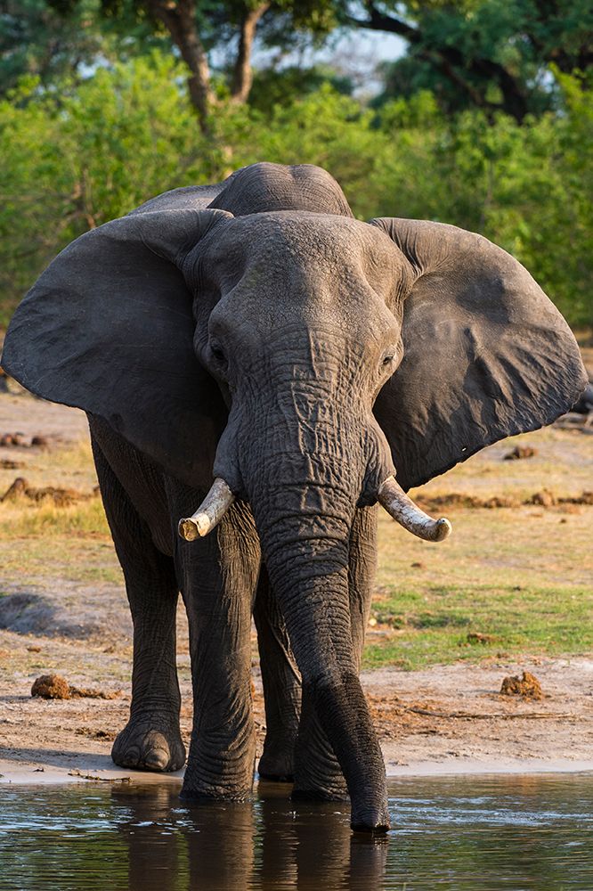 African elephant drinking in Okavango Delta Botswana art print by Sergio Pitamitz for $57.95 CAD