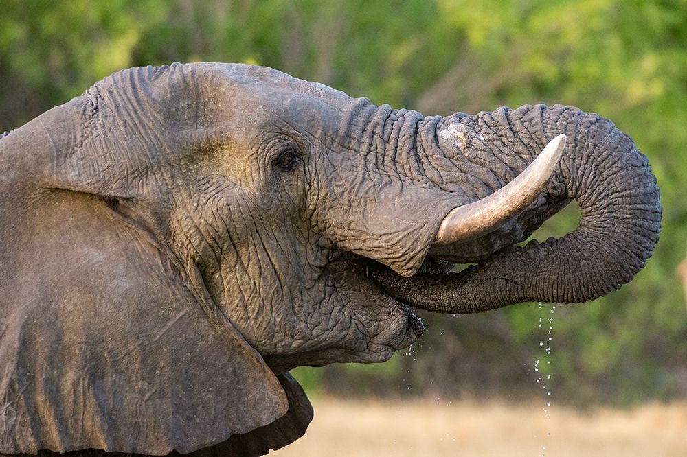 An African elephant drinking in Okavango Delta Botswana art print by Sergio Pitamitz for $57.95 CAD