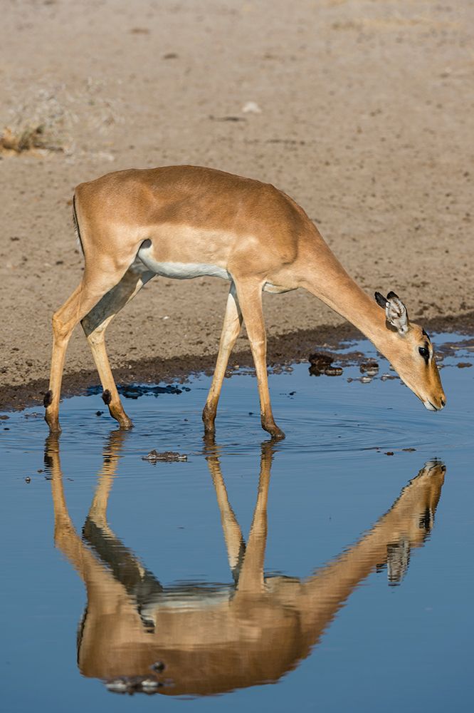 A female impala-Aepyceros melampus-drinking from a waterhole Kalahari-Botswana art print by Sergio Pitamitz for $57.95 CAD