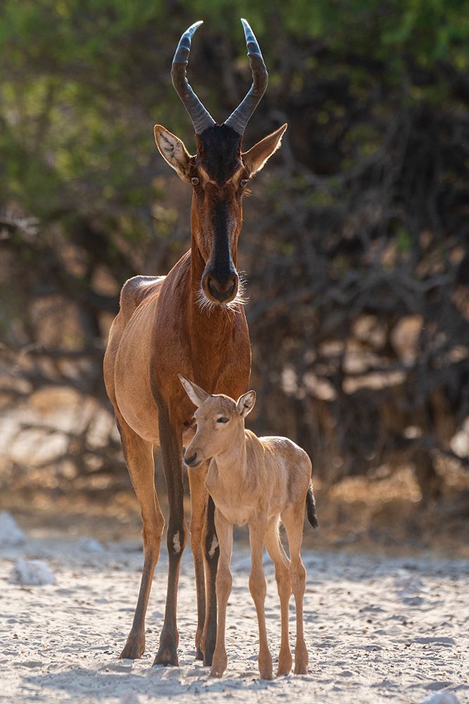 A red hartebeest-Alcelaphus buselaphus-at waterhole with its calf Kalahari-Botswana art print by Sergio Pitamitz for $57.95 CAD
