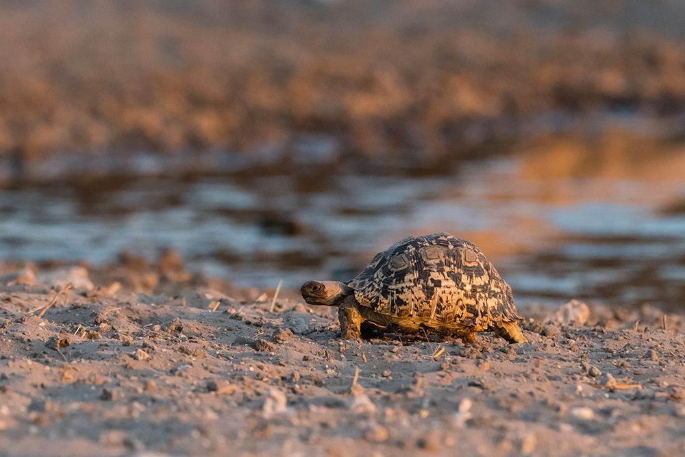 A leopard tortoise-Stigmochelys pardalis-at waterhole Kalahari-Botswana art print by Sergio Pitamitz for $57.95 CAD