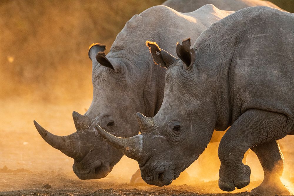 Two white rhinoceroses walking in a cloud of dust at sunset Kalahari-Botswana art print by Sergio Pitamitz for $57.95 CAD