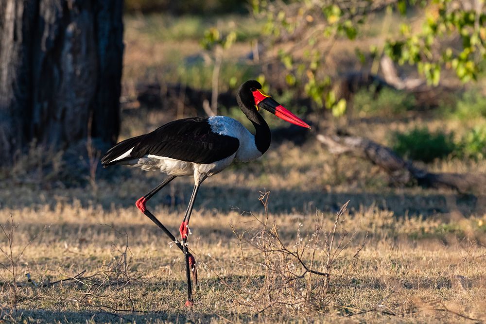 A saddle-billed stork walking Moremi Game Reserve-Okavango Delta-Botswana art print by Sergio Pitamitz for $57.95 CAD