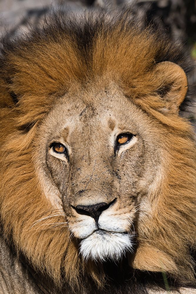 Close-up portrait of a male lion-Panthera leo Moremi Game Reserve-Okavango Delta-Botswana art print by Sergio Pitamitz for $57.95 CAD