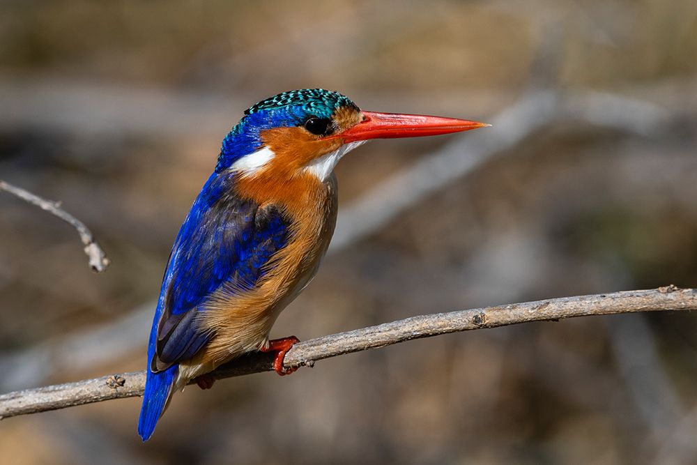 A malachite kingfisher-Alcedo cristata Moremi Game Reserve-Okavango Delta-Botswana art print by Sergio Pitamitz for $57.95 CAD