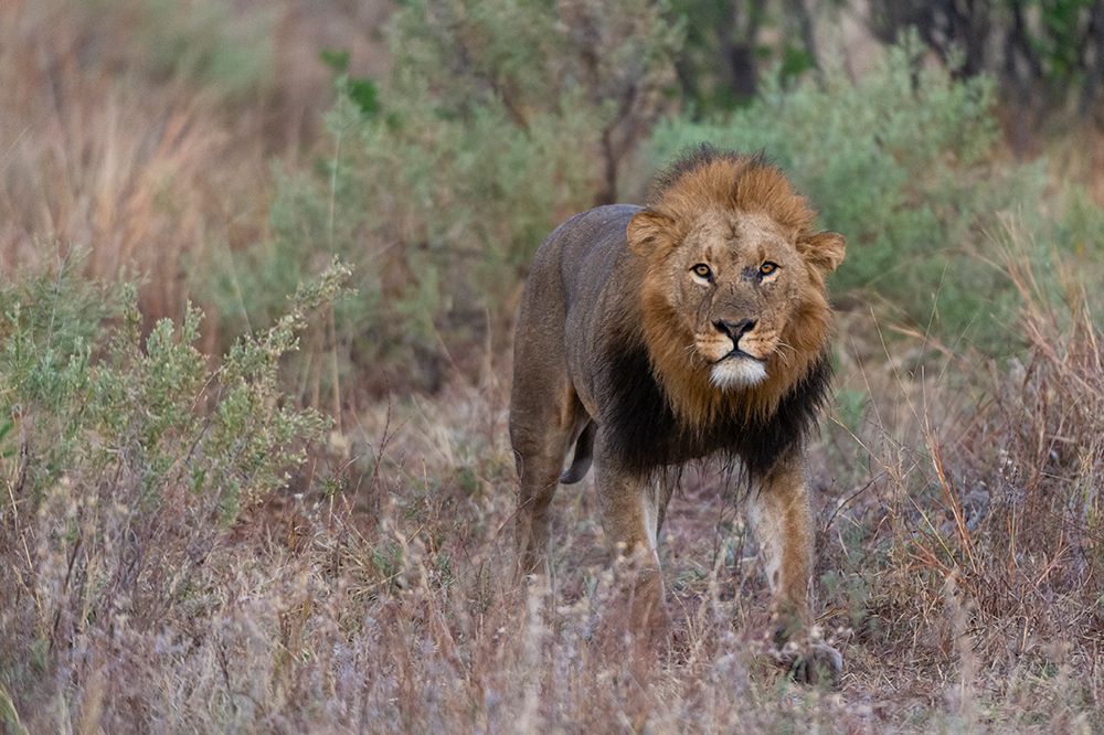 A male lion patrolling Okavango Delta-Botswana art print by Sergio Pitamitz for $57.95 CAD