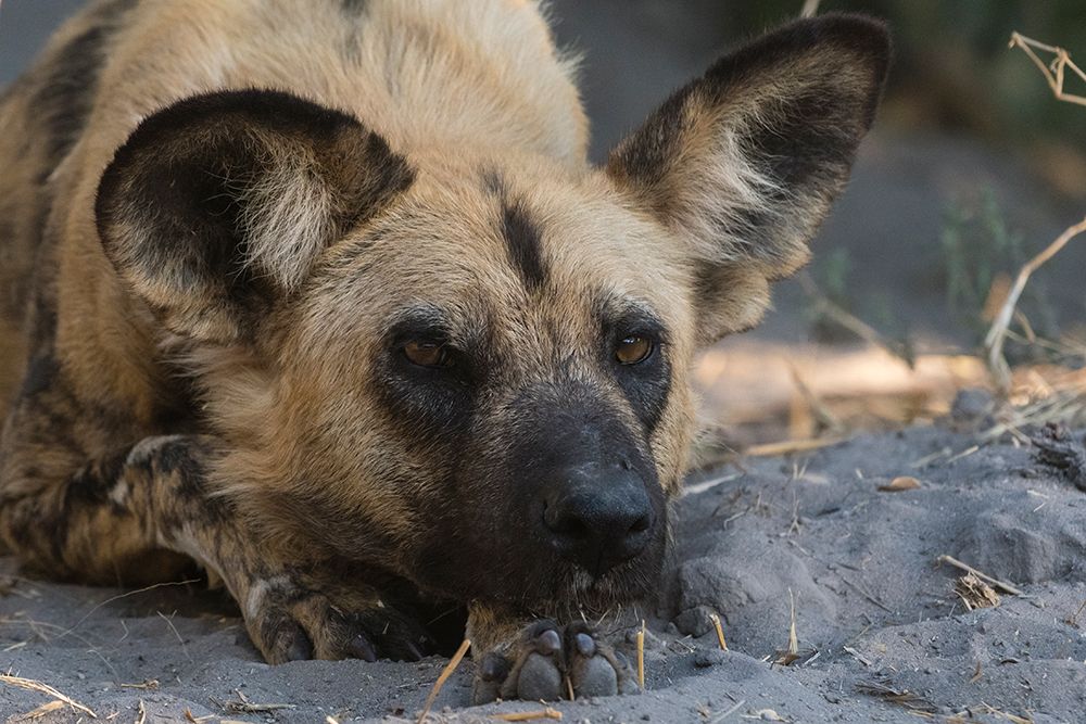 Portrait of an endangered African wild dog-Lycaon pictus Okavango Delta-Botswana art print by Sergio Pitamitz for $57.95 CAD