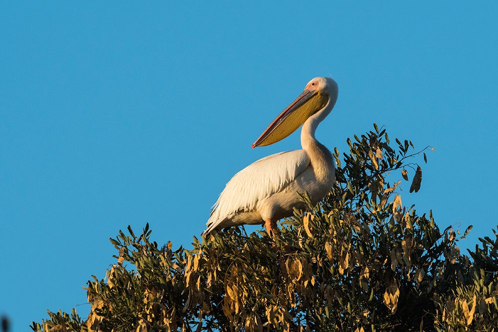 A great white pelican-Pelecanus onocrotalus-on a tree top Okavango Delta-Botswana art print by Sergio Pitamitz for $57.95 CAD