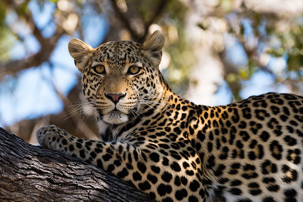 Portrait of a leopard resting on a tree and looking at the camera Okavango Delta-Botswana art print by Sergio Pitamitz for $57.95 CAD