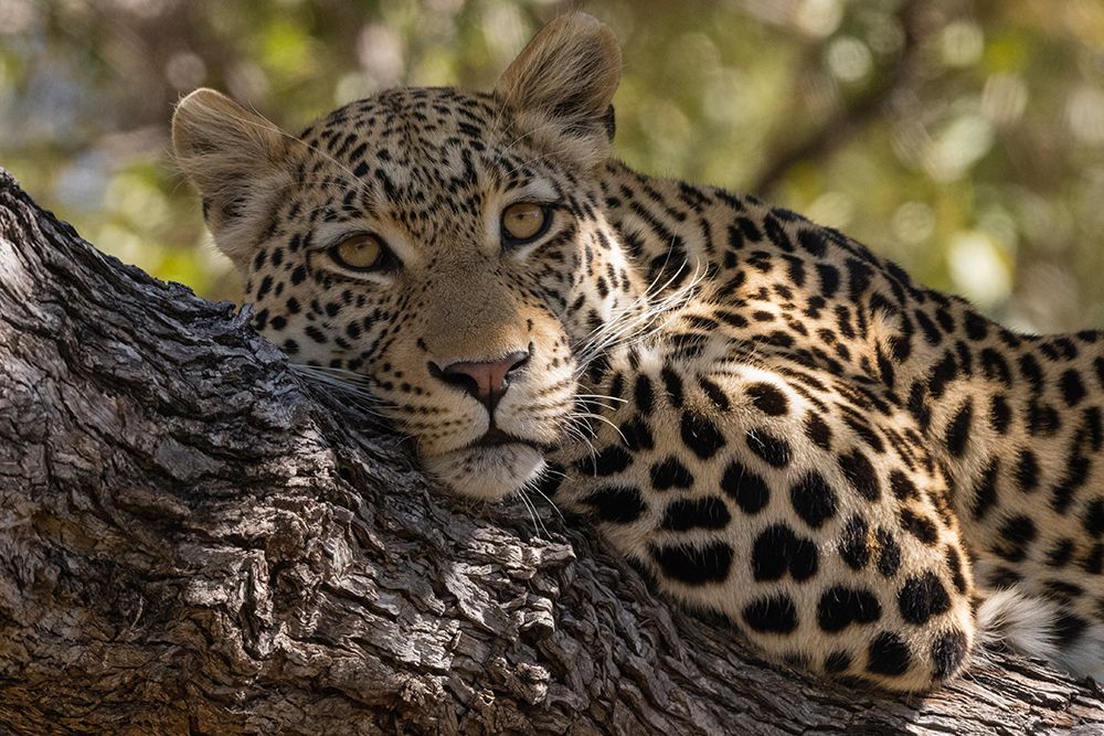 Portrait of a leopard resting on a tree and looking at the camera Okavango Delta-Botswana art print by Sergio Pitamitz for $57.95 CAD
