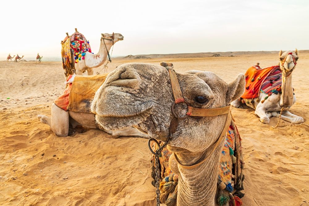 Africa-Egypt-Cairo Giza plateau Camels near the pyramids at Giza art print by Emily Wilson for $57.95 CAD
