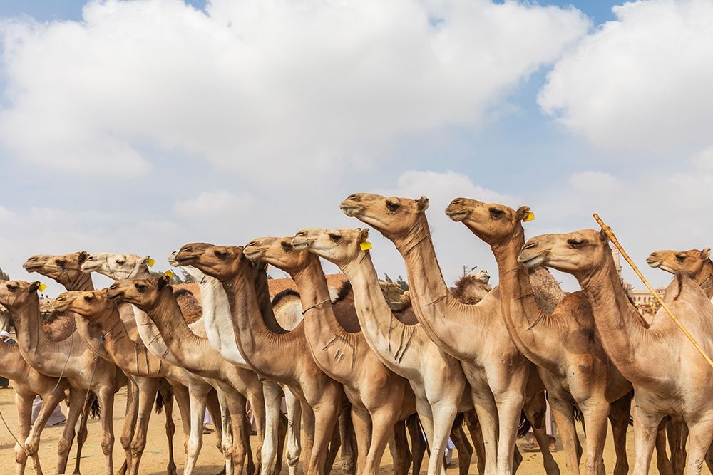 Africa-Egypt-Cairo-Birqash October 5-2018 Camels at the Souq al-Gamaal weekly camel market art print by Emily Wilson for $57.95 CAD