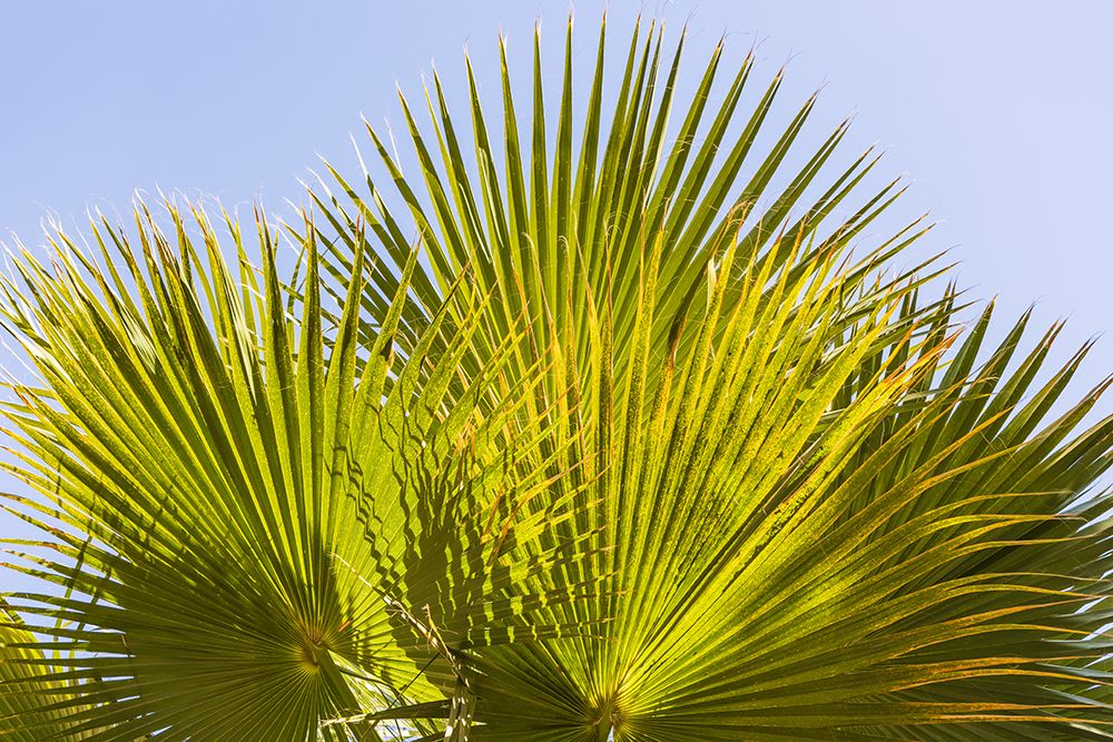 Cairo-Egypt Sun shining through a fan palm art print by Emily M. Wilson for $57.95 CAD