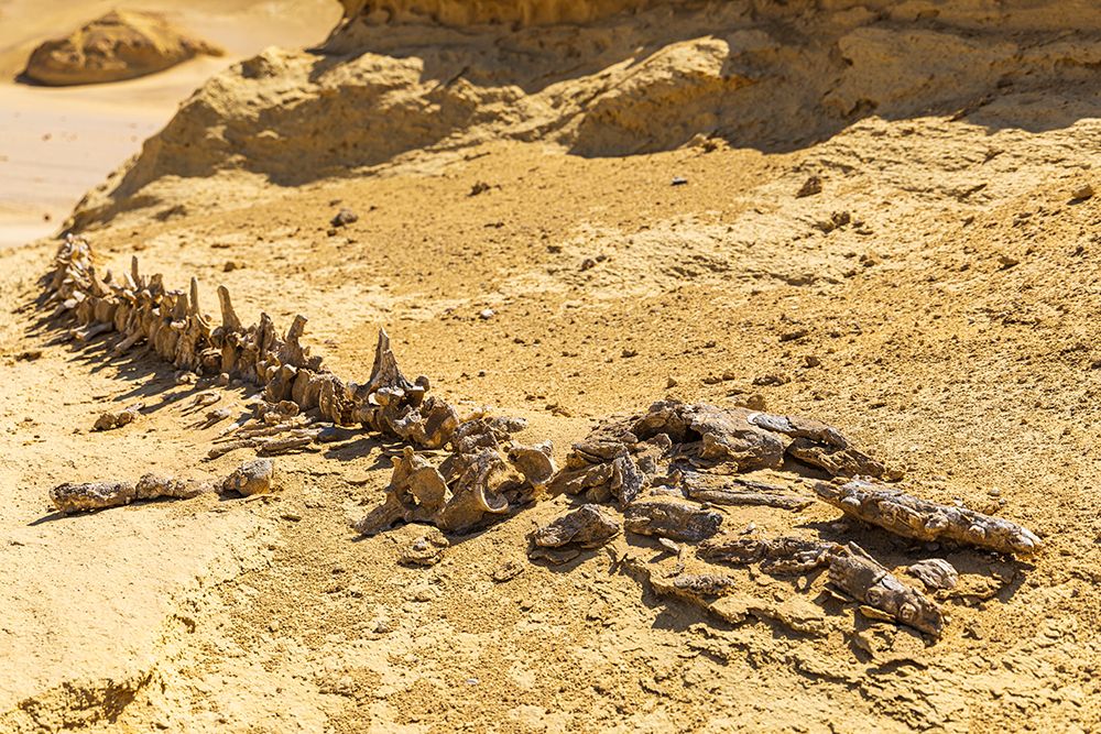 Faiyum-Egypt Whale fossil on an eroded bluff at Wadi el-Hitan paleontological site art print by Emily M. Wilson for $57.95 CAD