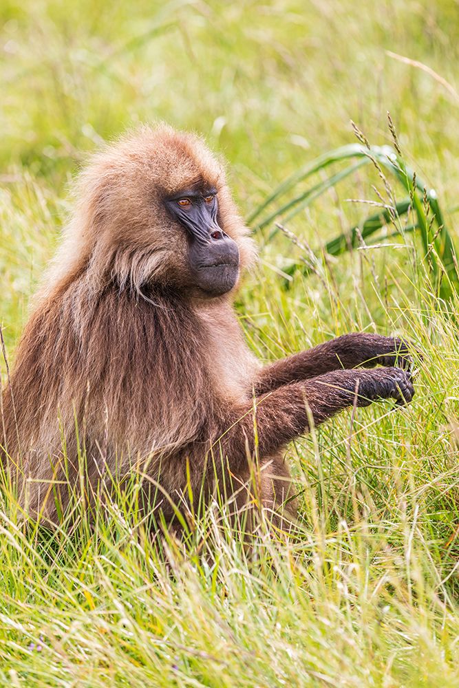 Ethiopia. North Gondar. Simien Mountains National Park. Gelada Baboon feeding on grass. art print by Emily M. Wilson for $57.95 CAD