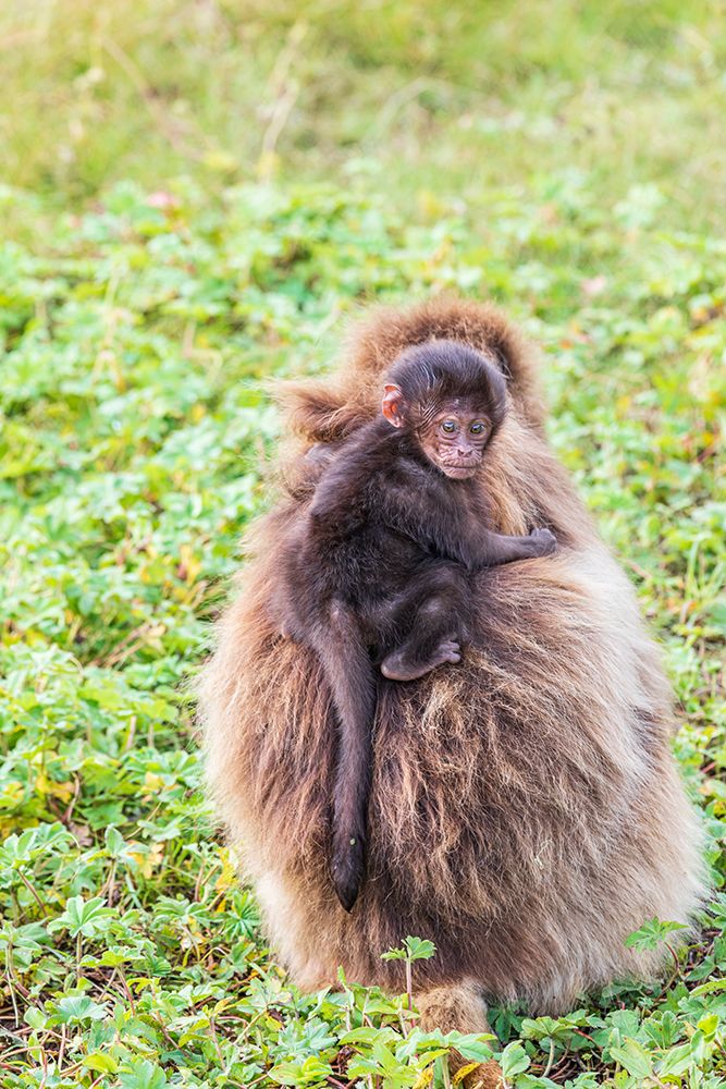 Ethiopia. North Gondar. Simien Mountains National Park. Baby Gelada baboon on its mothers back. art print by Emily M. Wilson for $57.95 CAD