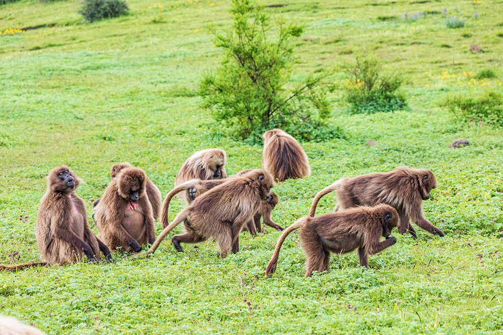 Ethiopia. North Gondar. Simien Mountains National Park. A troop of Gelada baboons. art print by Emily M. Wilson for $57.95 CAD