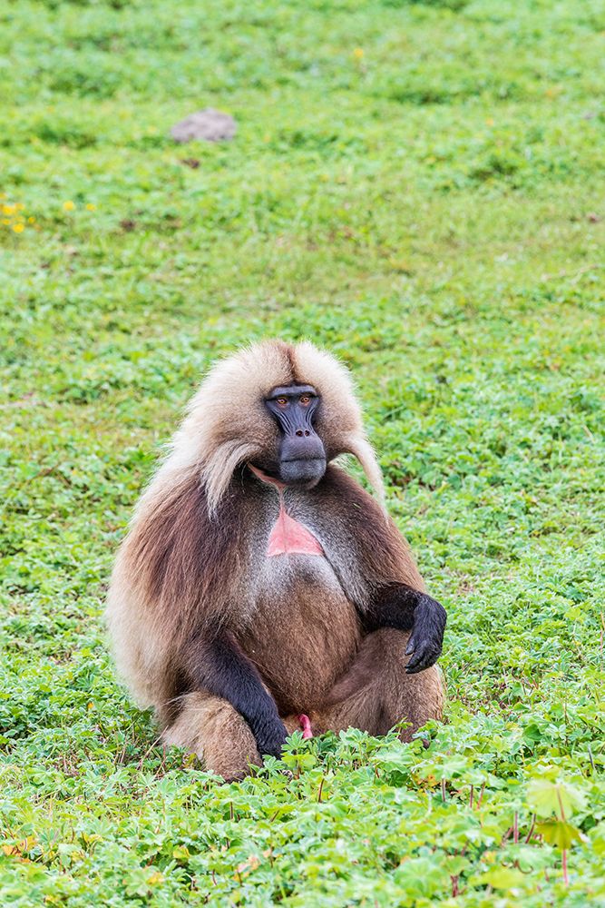 Ethiopia. North Gondar. Simien Mountains National Park. Lone male Gelada baboon. art print by Emily M. Wilson for $57.95 CAD