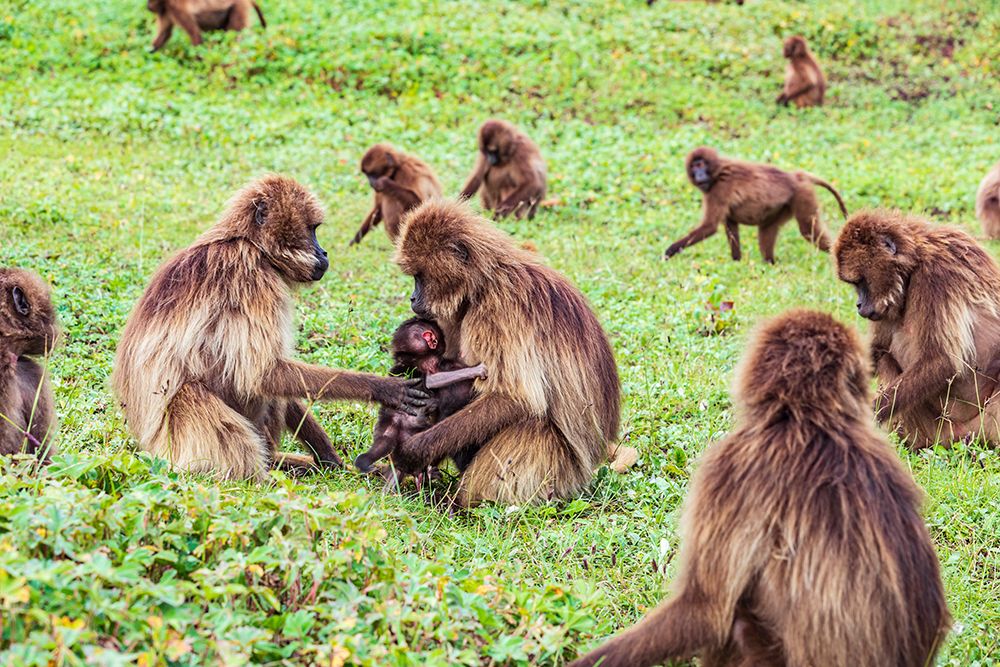 Ethiopia. North Gondar. Simien Mountains National Park. Mother and baby Gelada baboon in a troop. art print by Emily M. Wilson for $57.95 CAD